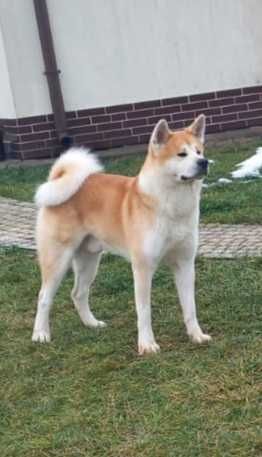 przepiękny pies na sprzedaż z rodowodem ogłoszenie od hodowcy