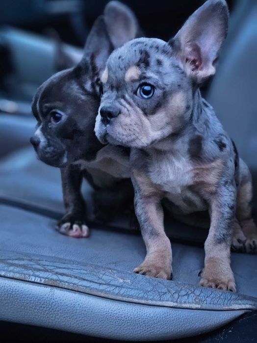 Французькі пахучки-ванючки в машину