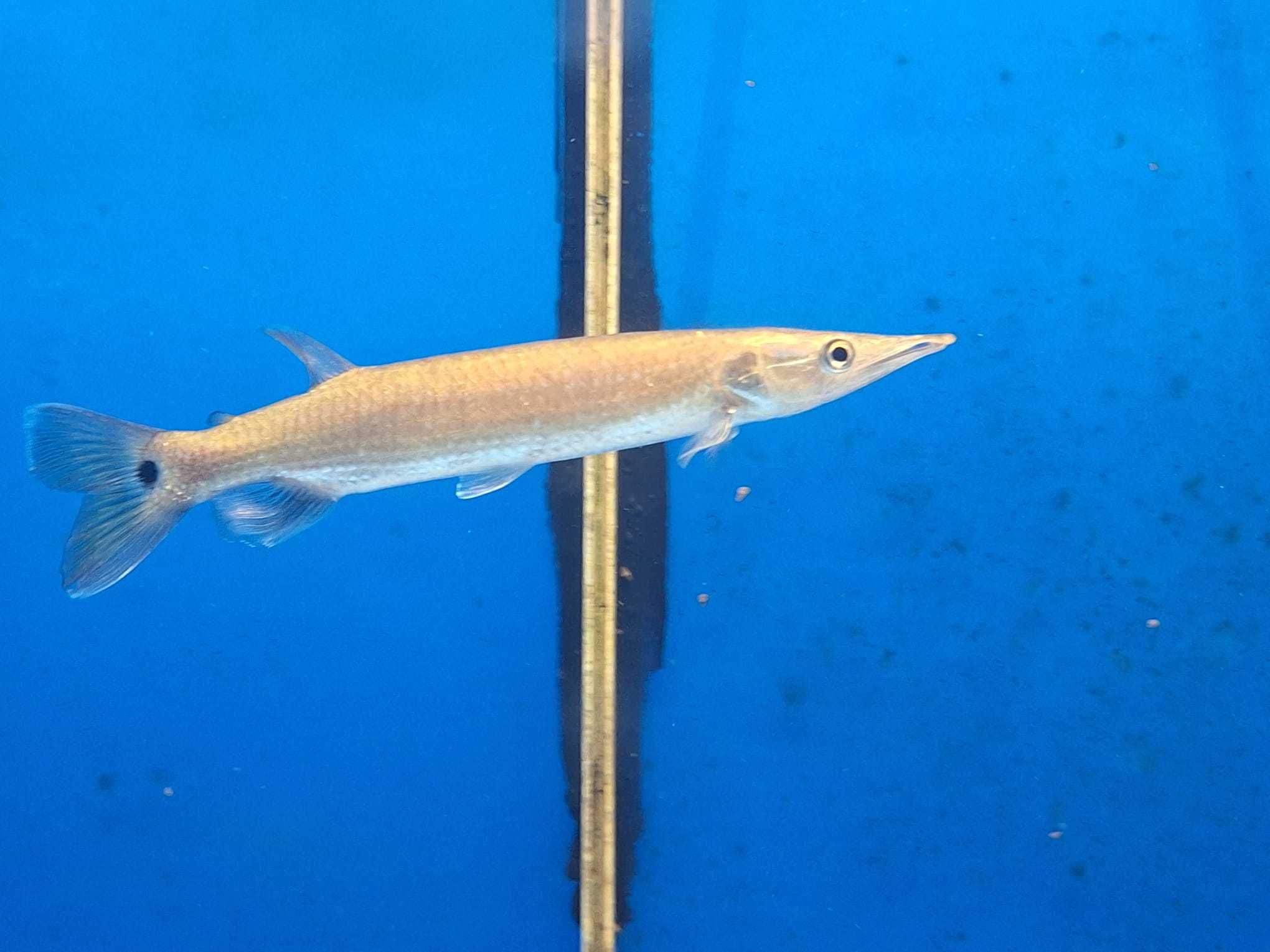 Ctenolucius hujeta 15-17cm