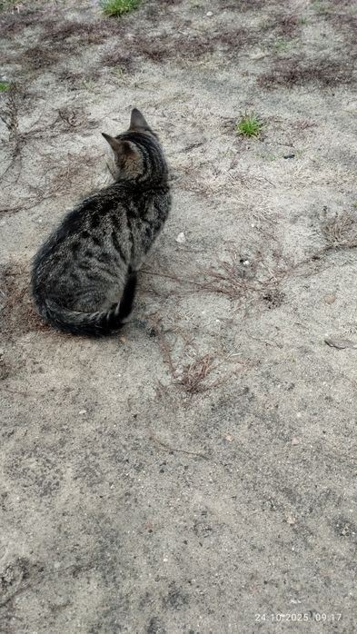 Mała kotka szuka nowego domu