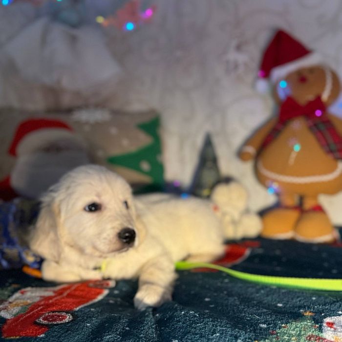 Золотистий ретрівер