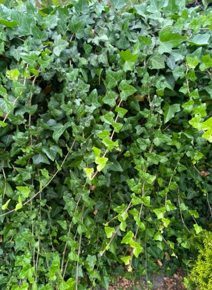 Zielona dekoracja przez cały rok – sadzonki bluszczu od ręki 90-110cm