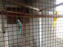 Venda de rig neck casal mais crias