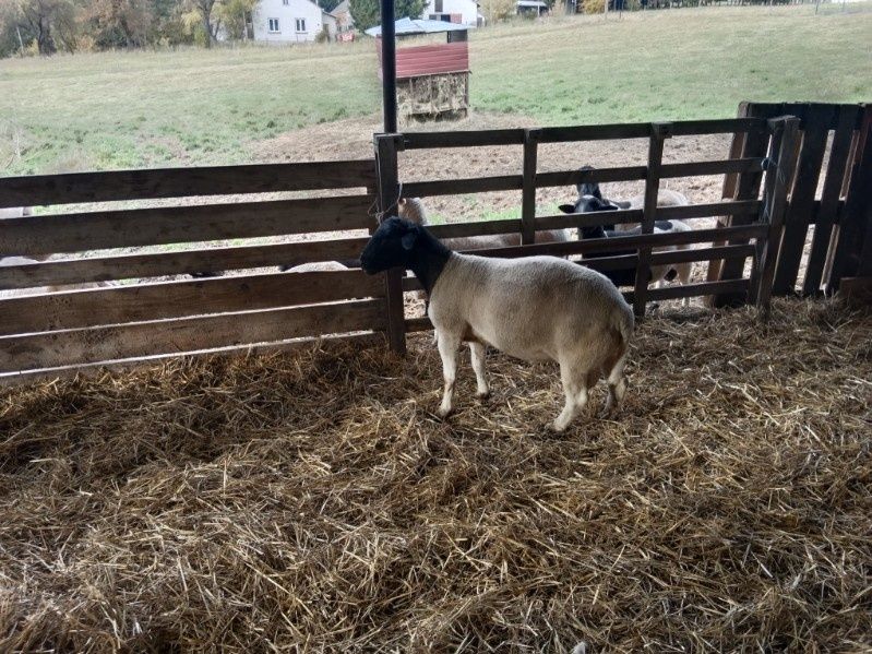 Sprzedam tryka dorper