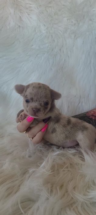 Chihuahua piesek merle