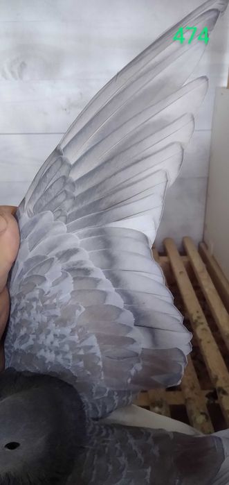 Gołębie pocztowe rubella