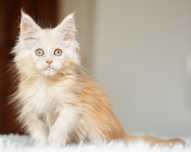 Słodziutki piękny kocurek maine coon