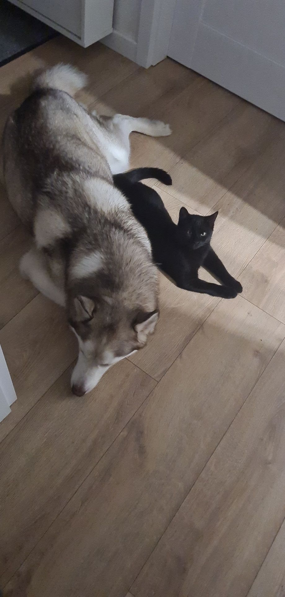 Zaginął husky syberyjski