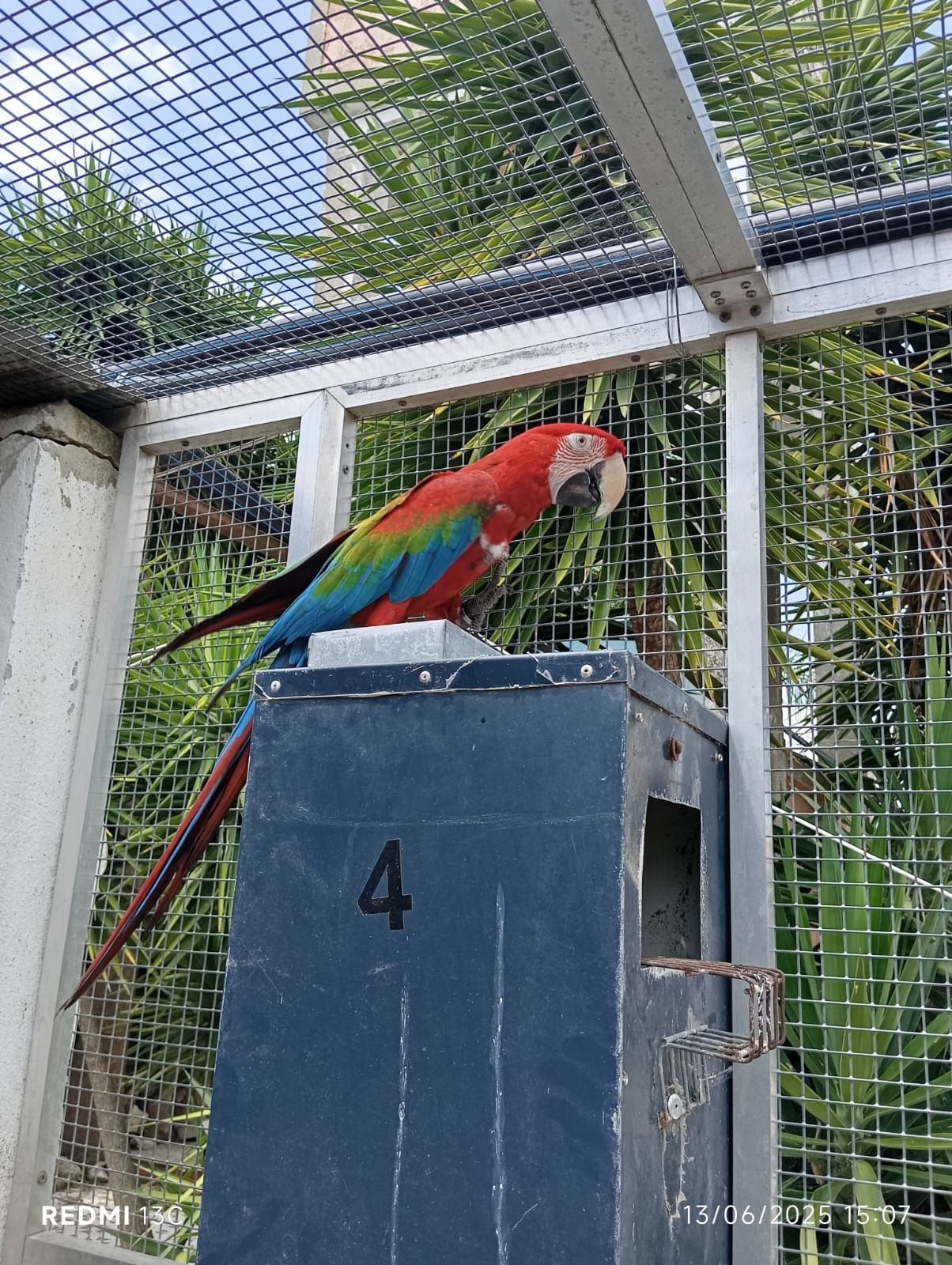 Arara Cloroptera Fêmea Adulta