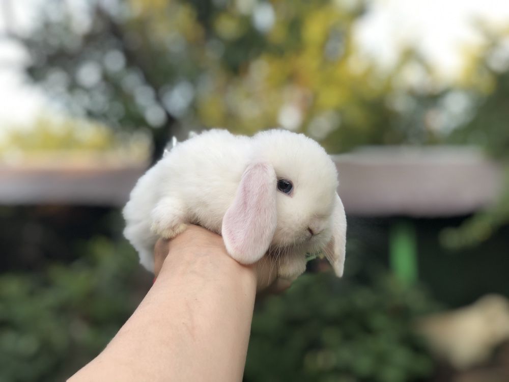 Белый голубоглазый баранчик (вислоухий карликовый кролик из питомника)