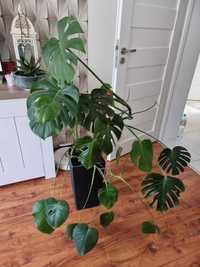 Monstera Deliciosa + osłonka i palik