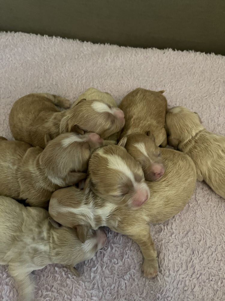 Maltipoo MINI Samiec F1