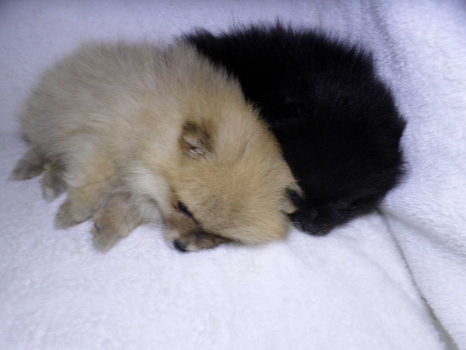 Szpic miniaturowy puchaty  piesek