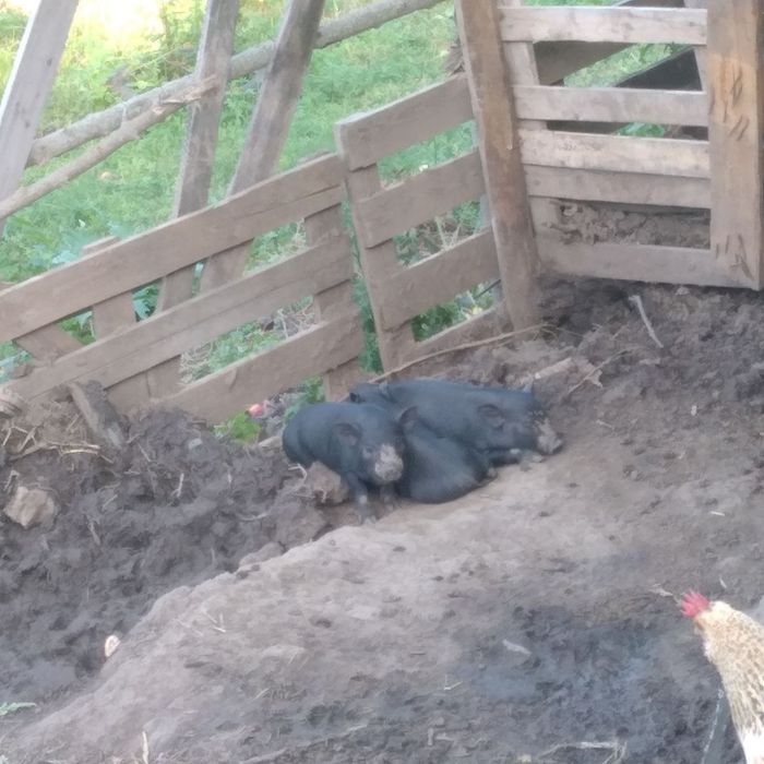 Продам поросят въетнамских