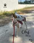 Cao para adoçao (Olaf)