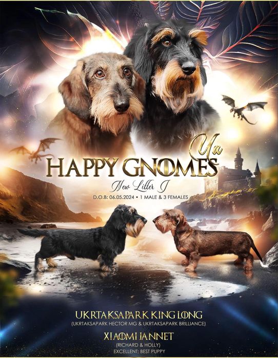 Жорсткошерстна такса