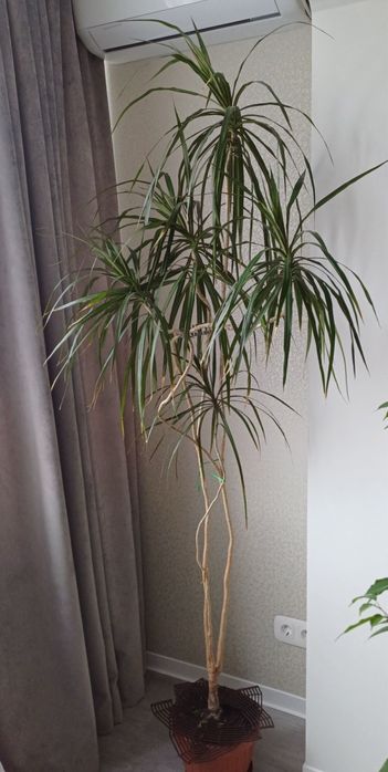 Продам цветок, пальму - Драцену 1350 грн