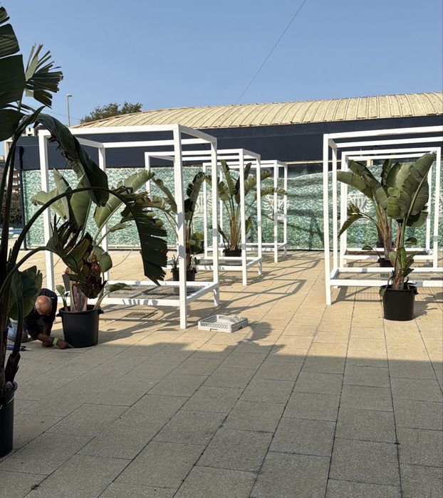 8 plantas 2,5 metros e 3,5 metros de altura