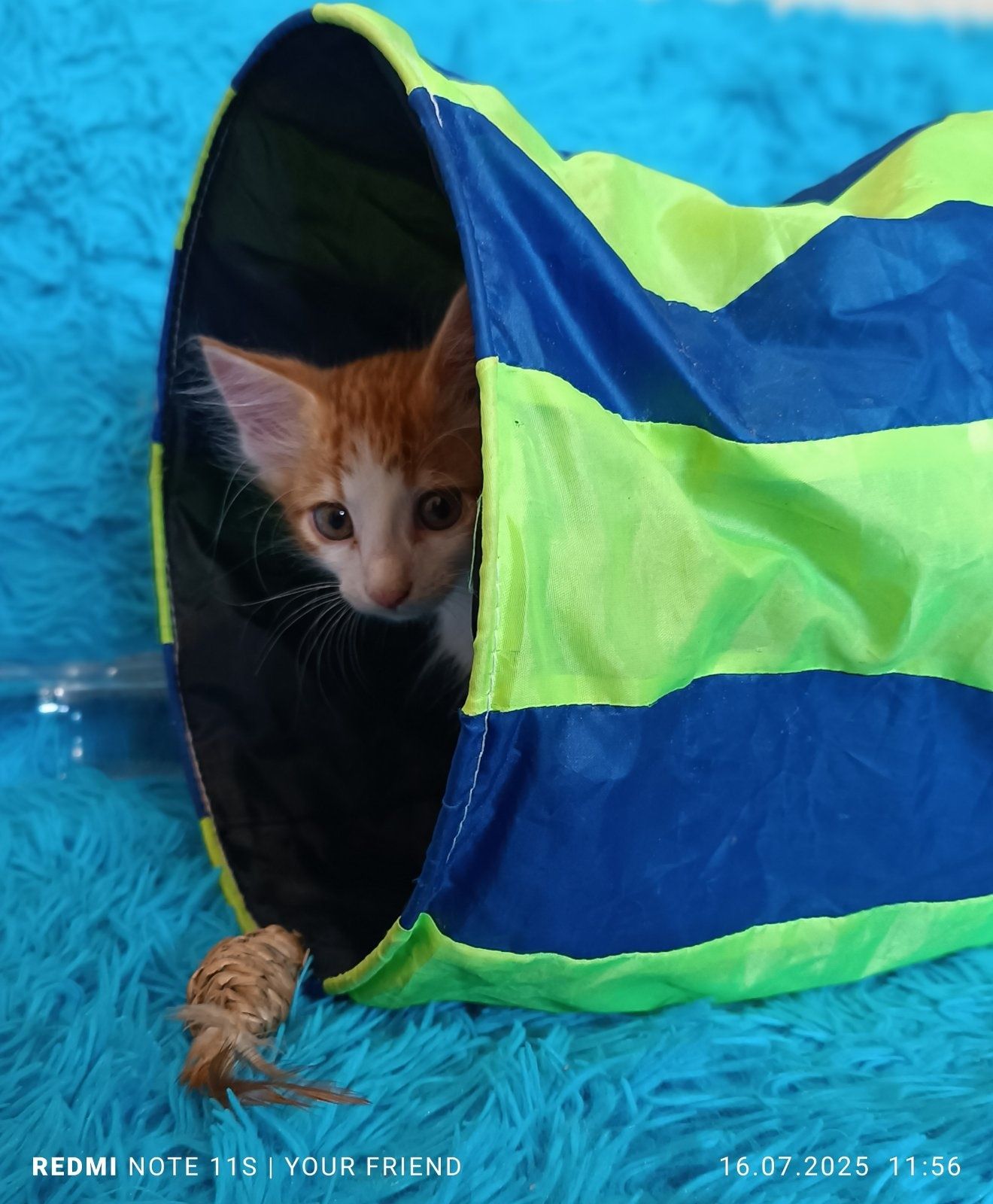 Пристраиваются котята.