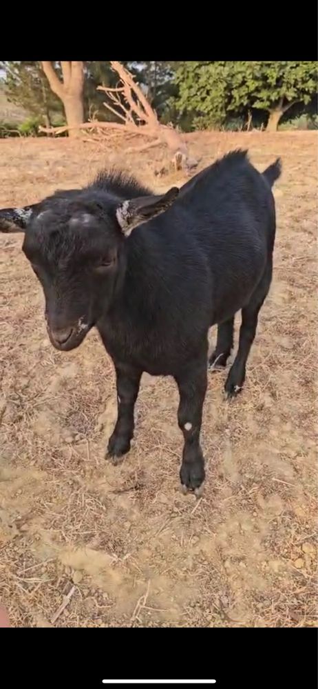 Cabrito com 3 meses vendo ou troco