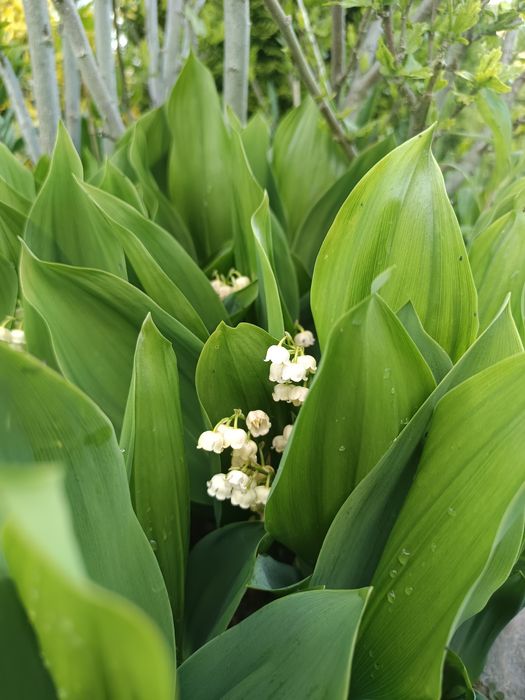 Konwalia majowa 15 sztuk