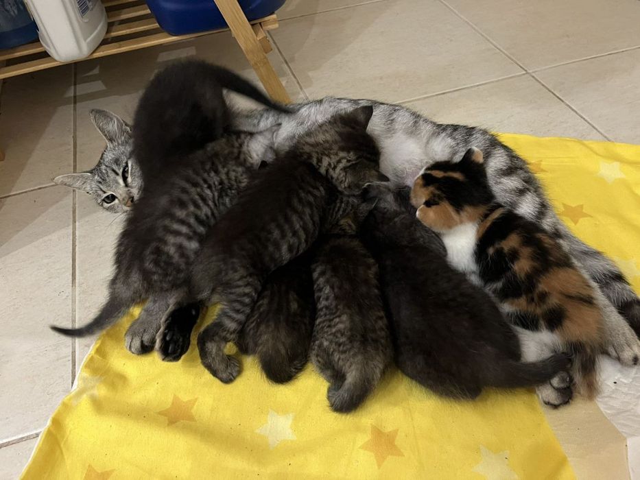 Котики безкоштовно