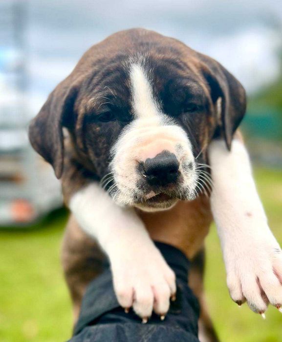 American Pit Bull  APBT , jedyne takie w Europie