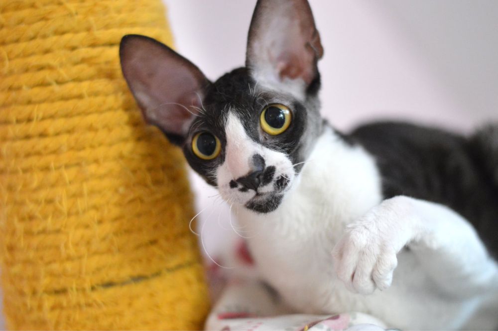 Cornish Rex- wspaniała Koteczka Jeynes