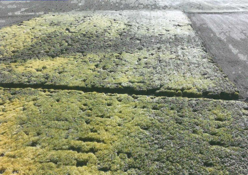 Syndyk sprzeda nieruchomość rolną w Panowicach