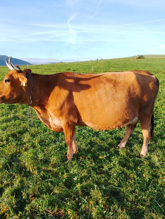 Sprzedam 4 krowy cielne