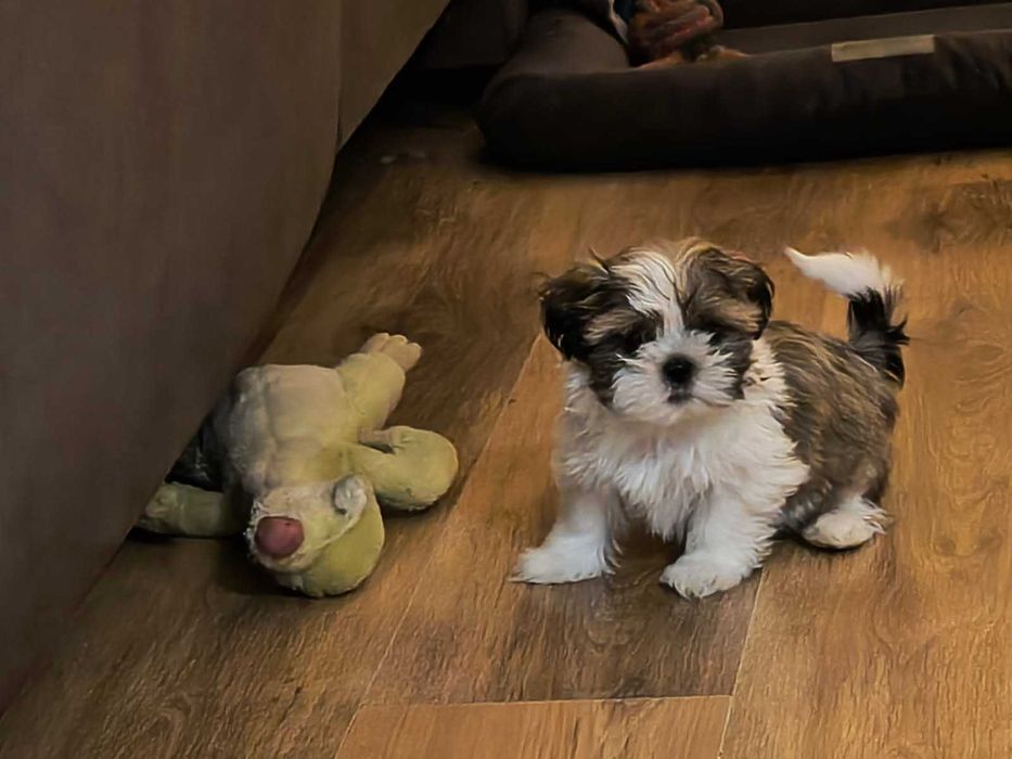 Sprzedam ślicznego pieska SHIH TZU