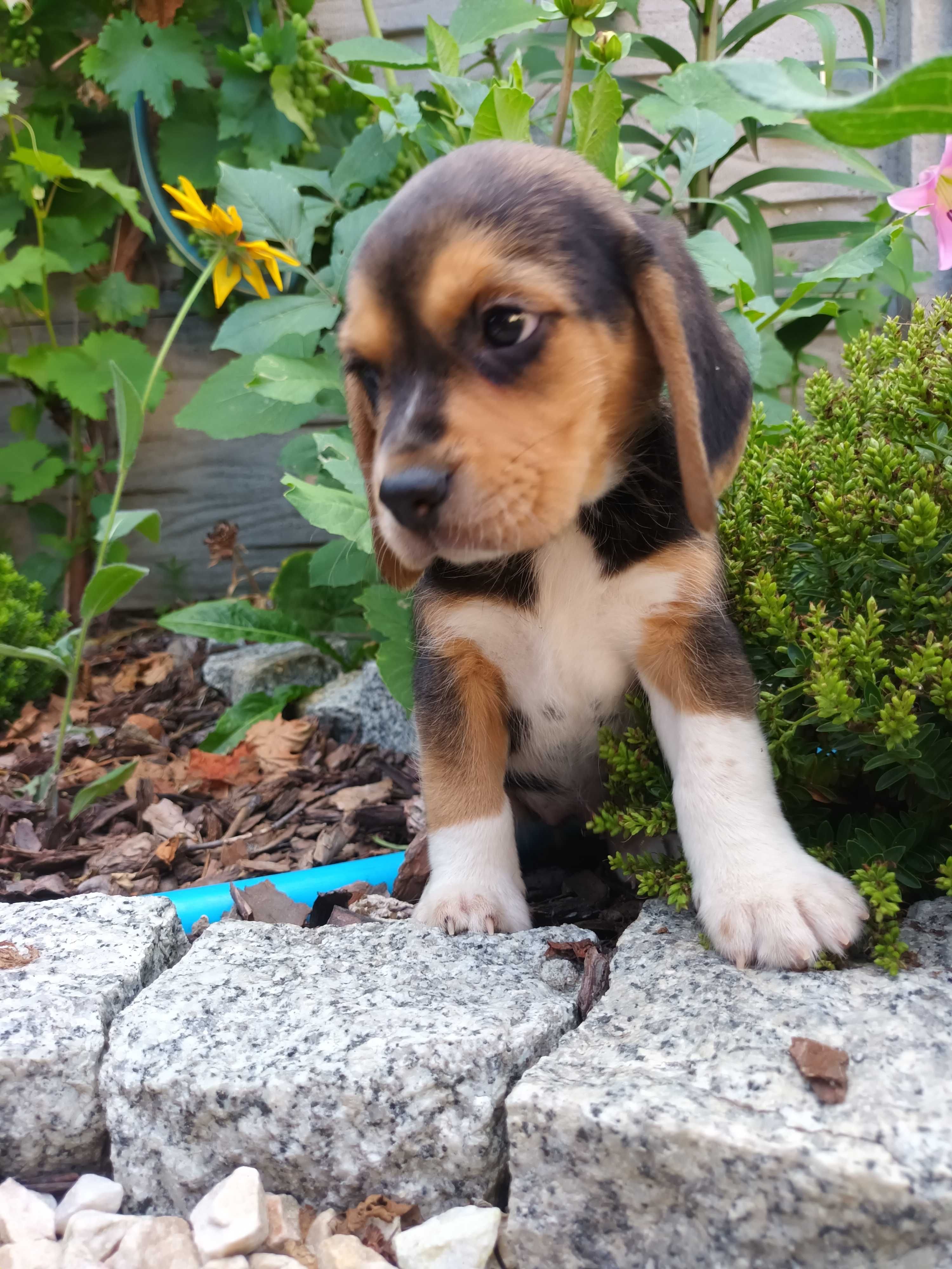 Beagel suczka gotowa do odbioru