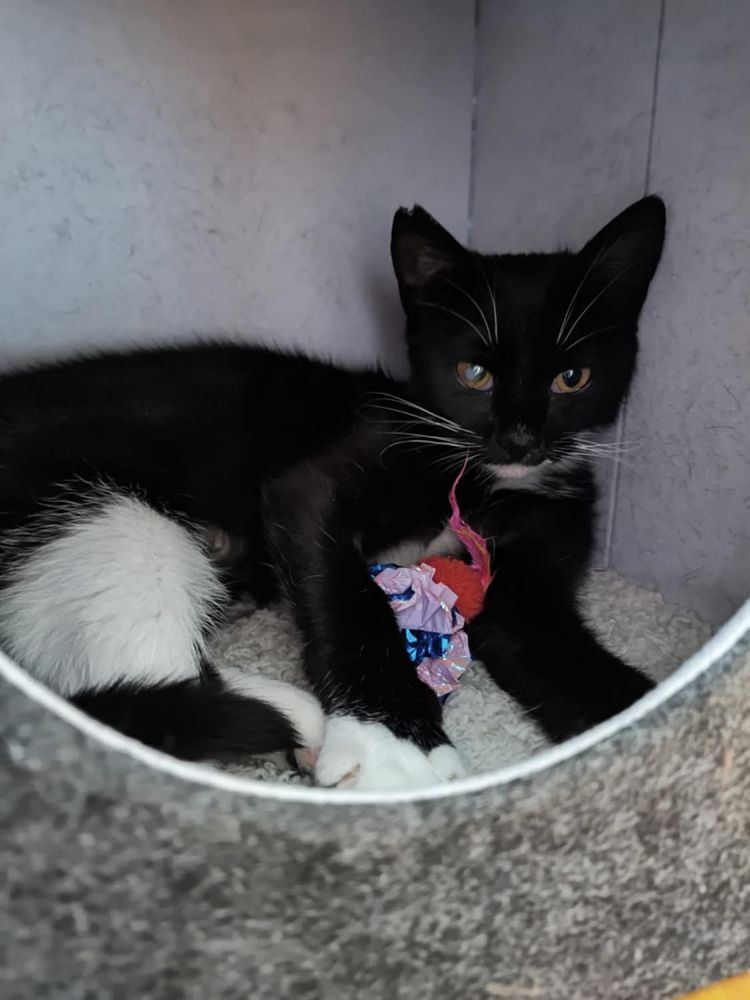 Kotka Melisa do adopcji