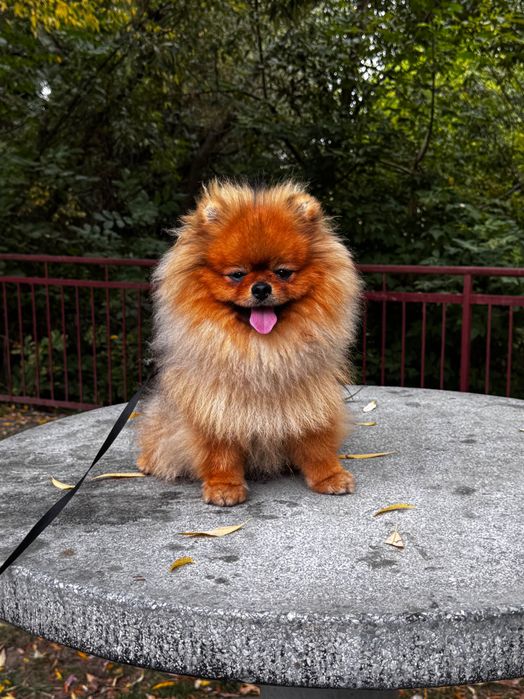 Продається шпіц маленький