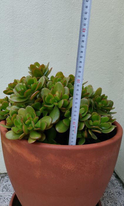 Planta suculentas 35cm com vaso 40cm