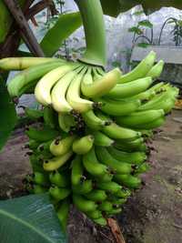 Продам саджанці бананів