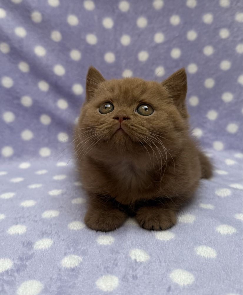 British shorthair cinnamon