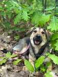 8msc słodka i sympatyczna suczka, charakter jak mix labrador