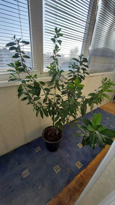 Дерево Лавр благородный