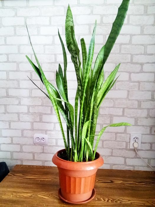 Вазон Тещин язик