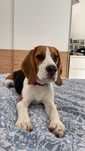 Suczka Beagle Tricolor