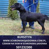 Bursztynek do adopcji