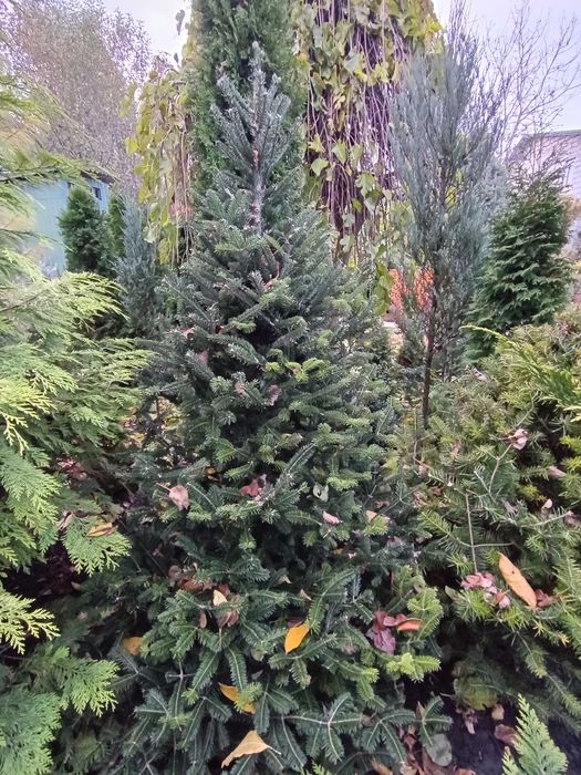 Ялиці -  бальзамічна, біла, інші,  м'яка хвоя від 1,0 до 2,5 метра