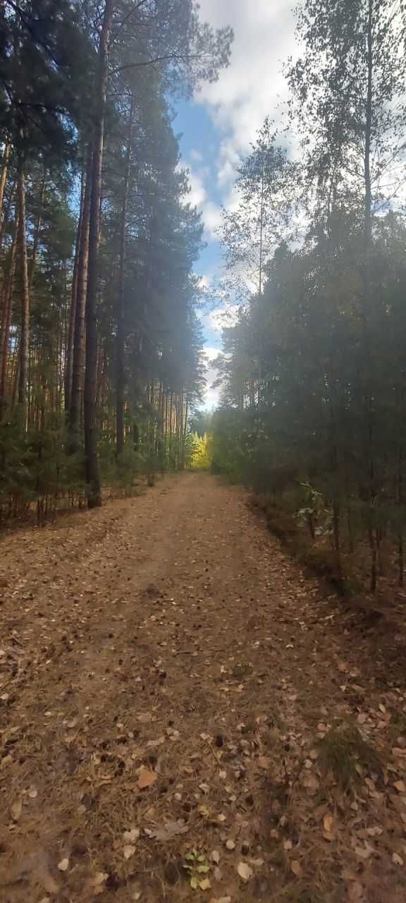 Ділянка в лісі с. Хлепча