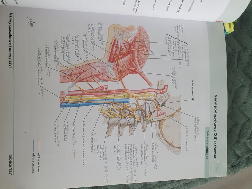 Atlas anatomii człowieka Netter
