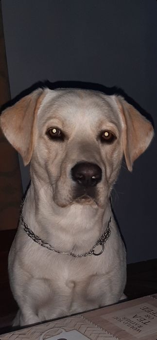 Красавец лабрадор ищет невесту