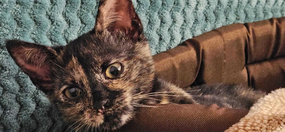 Cudowne Fauna i Flora polecają się do adopcji.