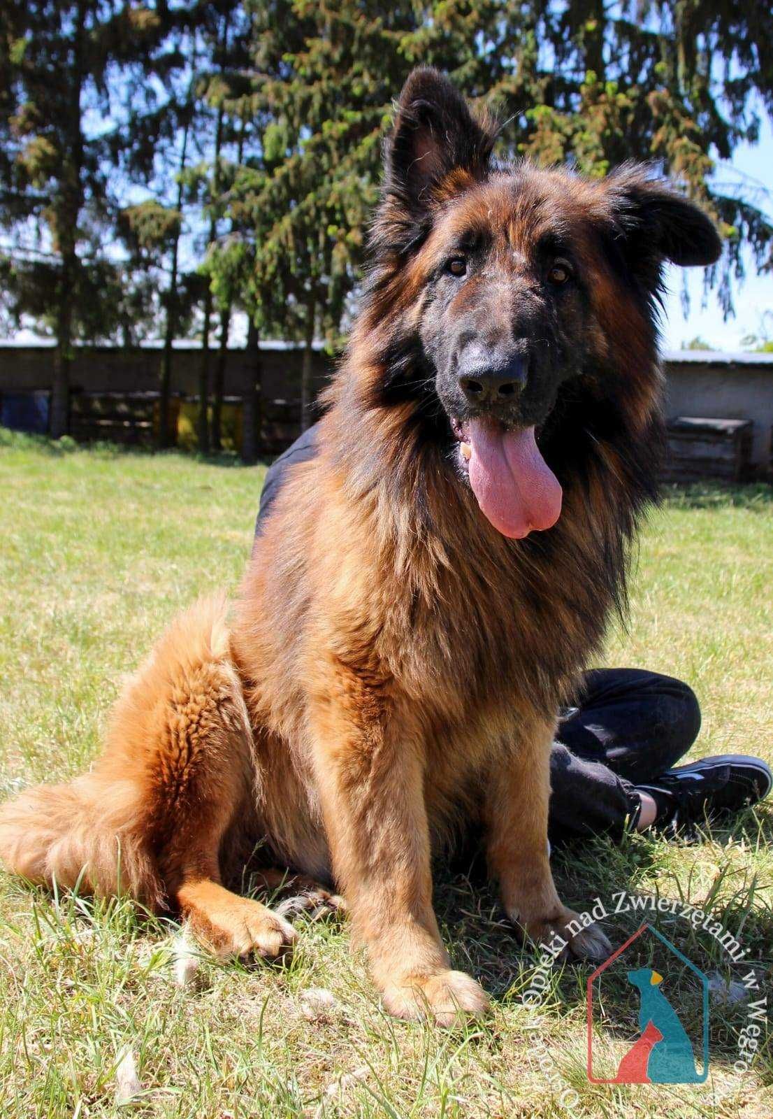 KOCHANY, ODDANY, piękny psiak w typie owczarka długowłosego ADOPTUJ