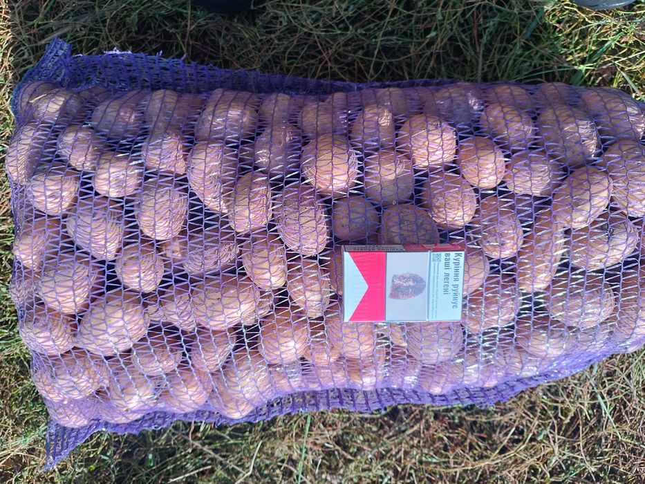 Продам насіння ранньої картоплі. Сорт Арізона