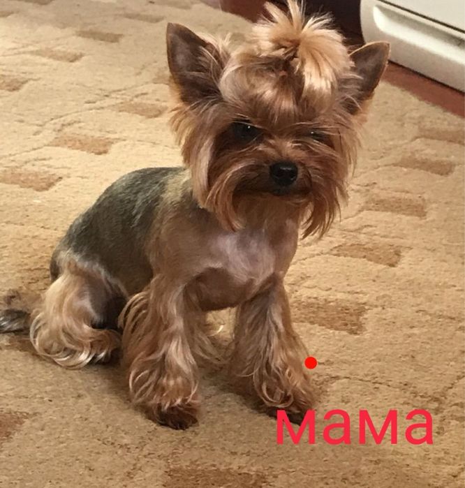 Чистопородні дівчата йоркширського терєра